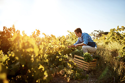 Buy stock photo Agriculture, farmer and man with vegetables, natural produce and organic food in green field. Sustainability, agribusiness and farm with crate for eco friendly work, gardening and crop harvesting