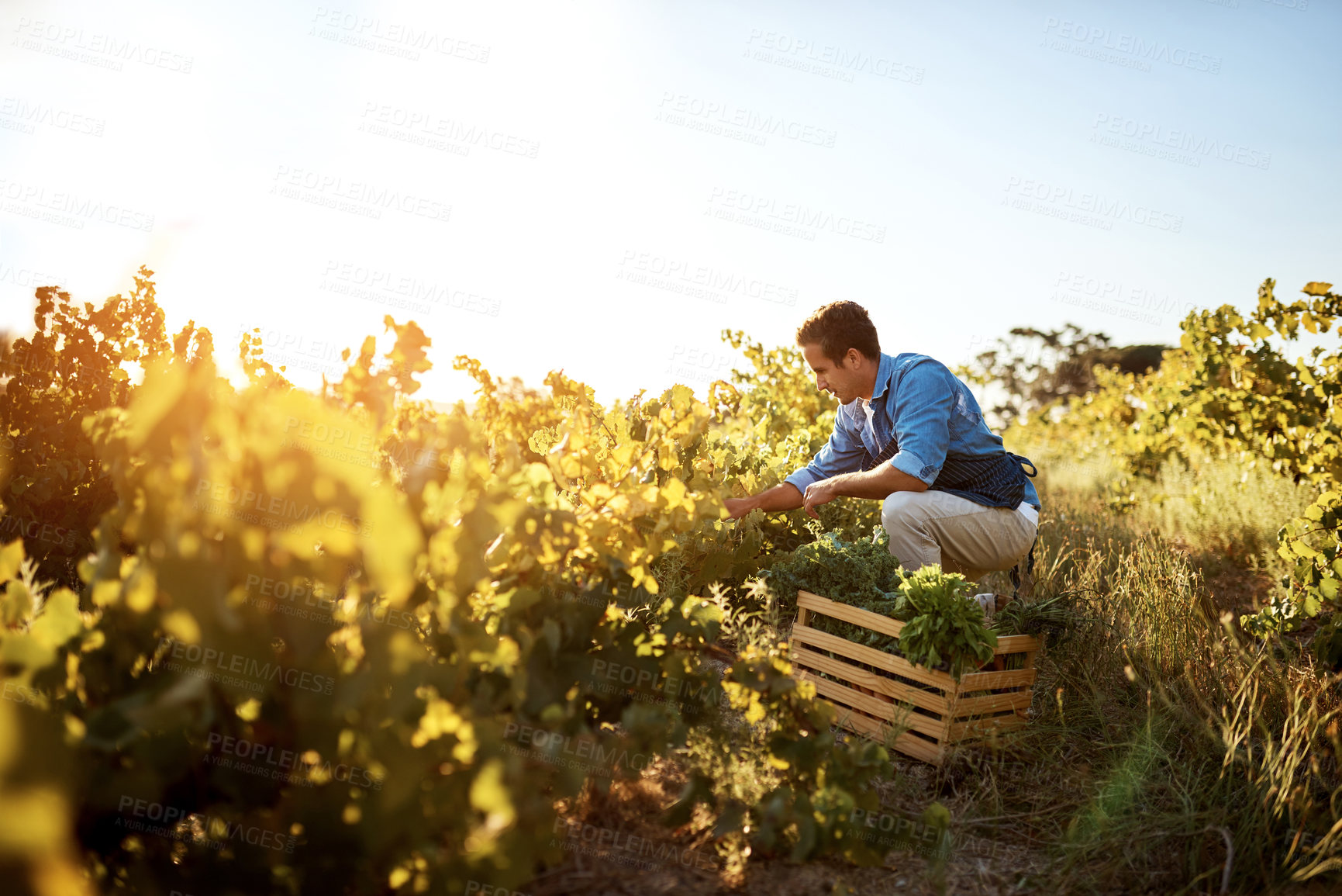 Buy stock photo Agriculture, farmer and man with vegetables, natural produce and organic food in green field. Sustainability, agribusiness and farm with crate for eco friendly work, gardening and crop harvesting