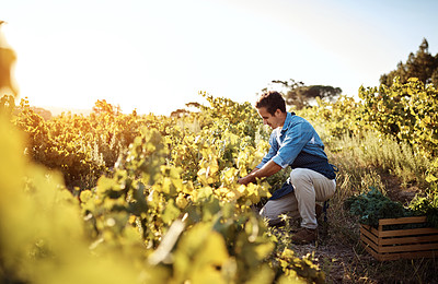 Buy stock photo Agriculture, farm and man with vegetables, organic produce and natural food in green field. Sustainability, agribusiness and farmer working with crate for eco friendly, gardening and crop harvesting