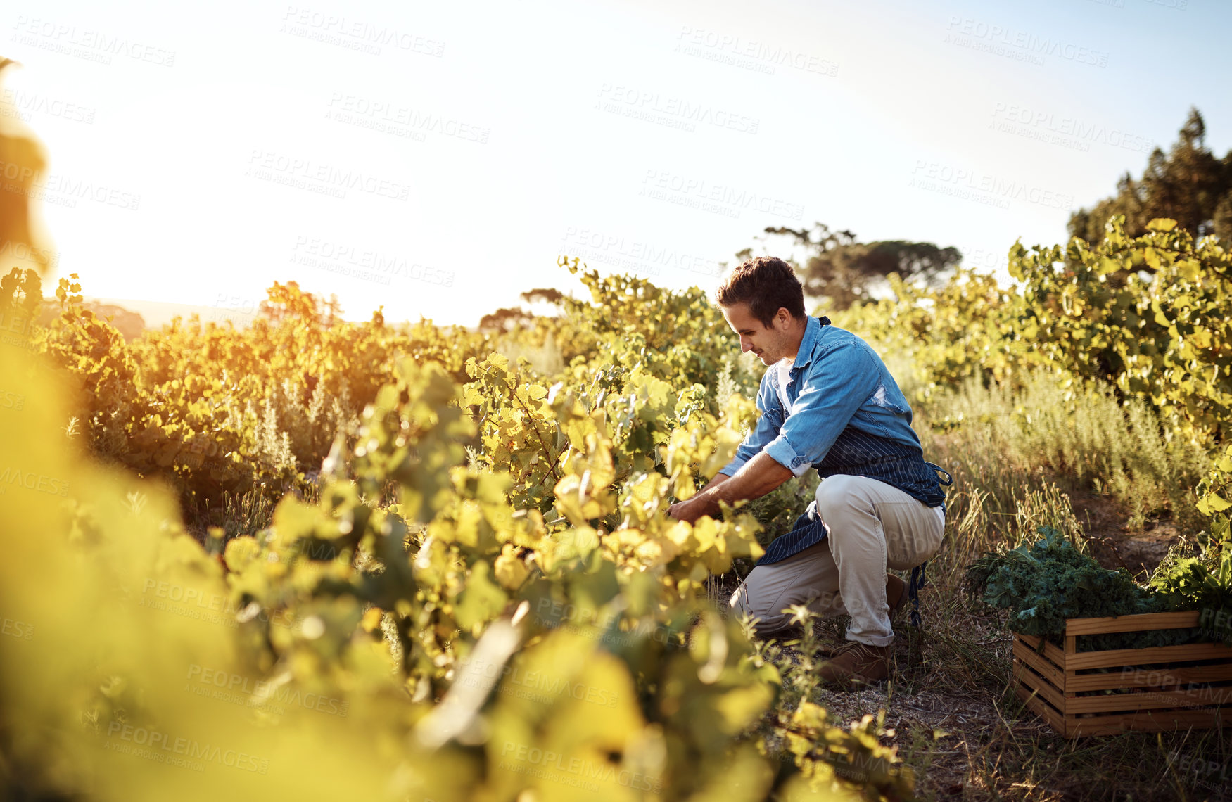 Buy stock photo Agriculture, farm and man with vegetables, organic produce and natural food in green field. Sustainability, agribusiness and farmer working with crate for eco friendly, gardening and crop harvesting