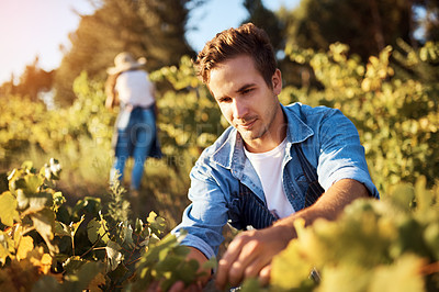 Buy stock photo Cropped shot of a handsome young man tending to his crops on a farm