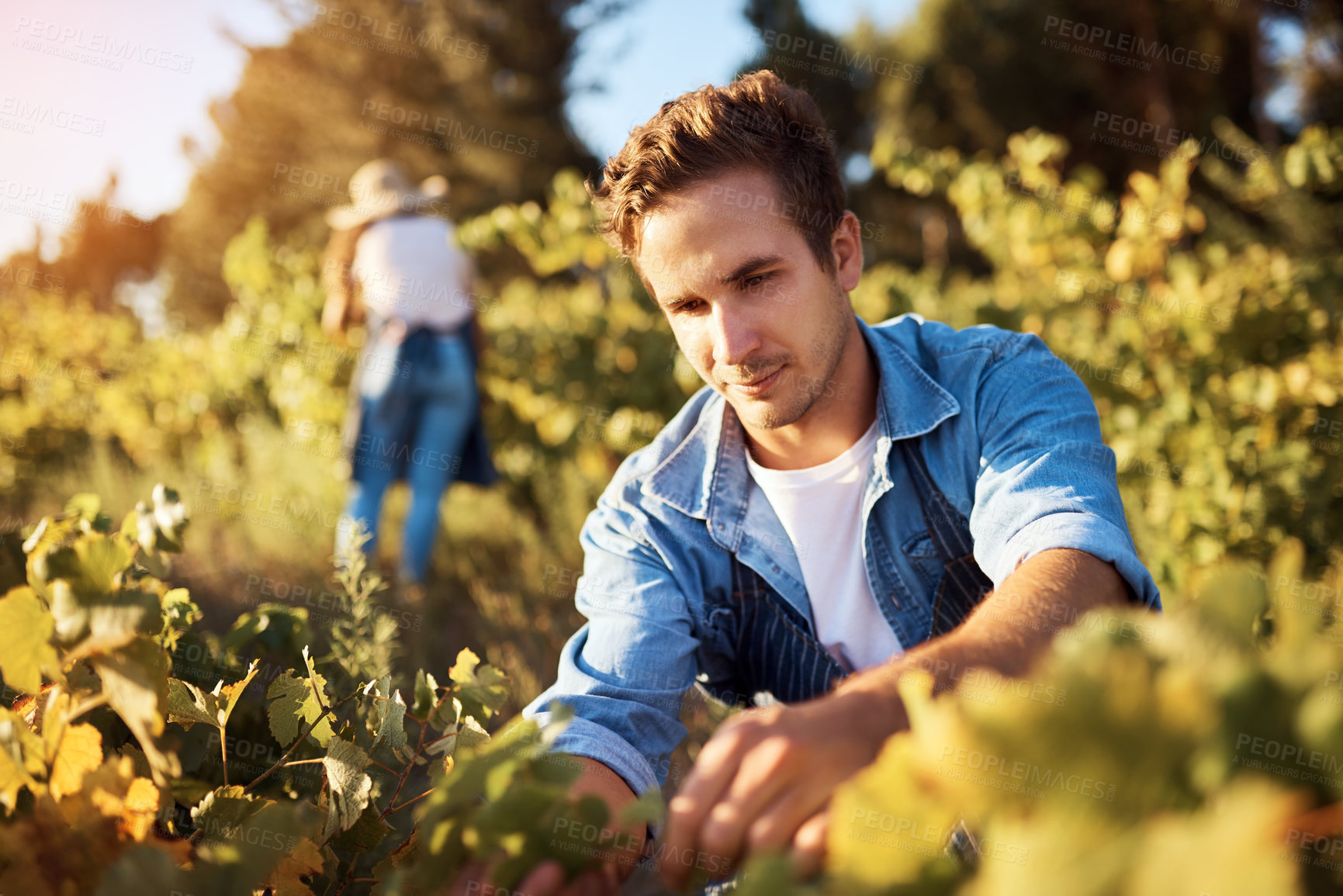 Buy stock photo Agriculture, field and sustainability with man on farm to harvest organic produce in season. Inspection, growth and vegetation with farmer person outdoor in countryside for agro or agribusiness