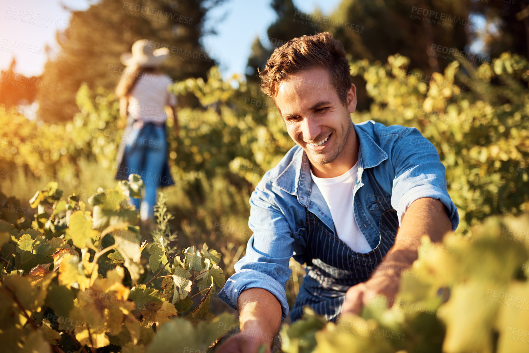 Buy stock photo Cropped shot of a handsome young man tending to his crops on a farm