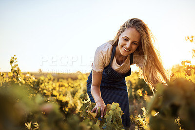 Buy stock photo Cropped shot of an attractive young woman tending to her crops on a farm