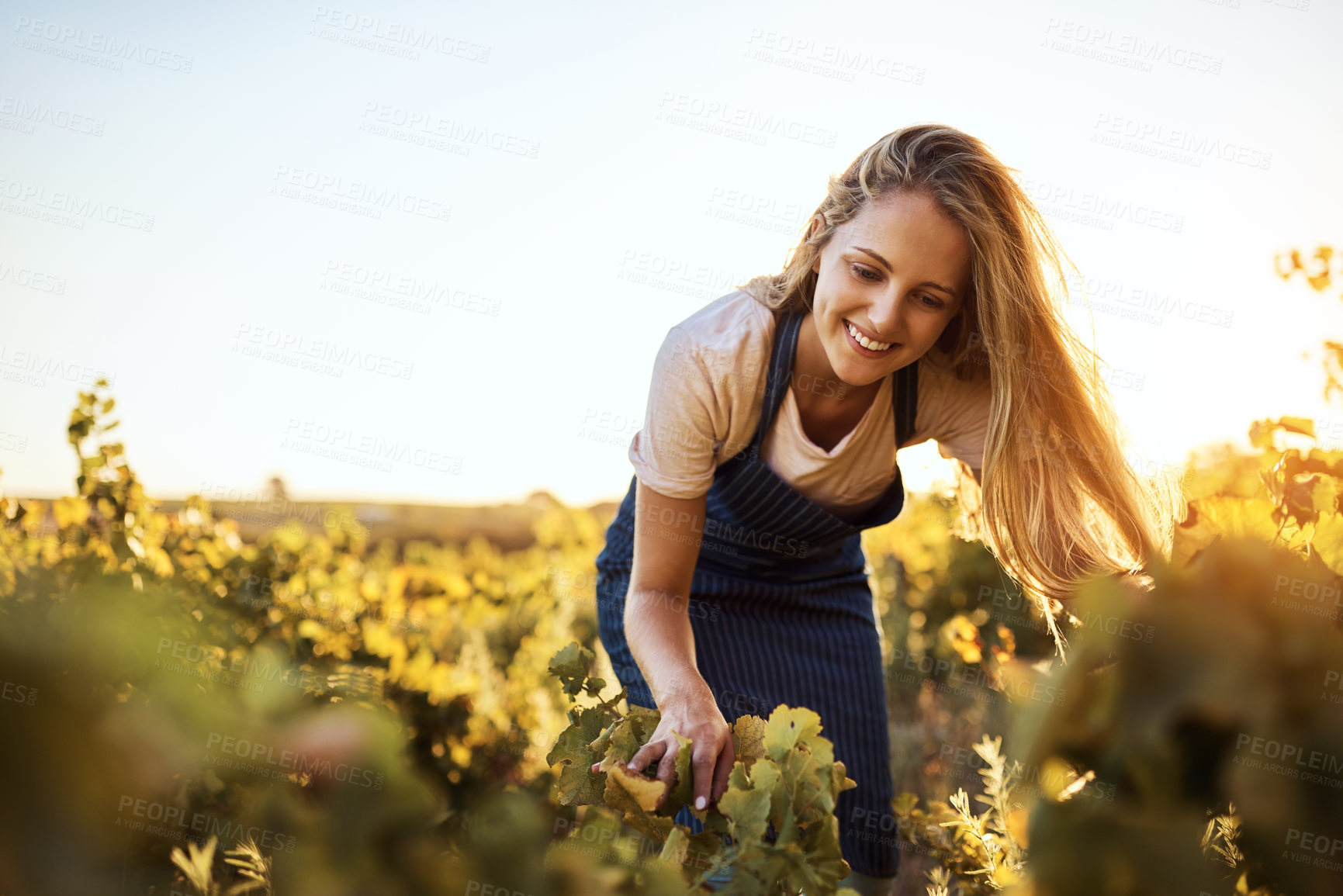 Buy stock photo Farming, growth and sustainability with woman in field to harvest organic produce in season. Agriculture, smile and vegetation with farmer person outdoor in countryside for agro or agribusiness