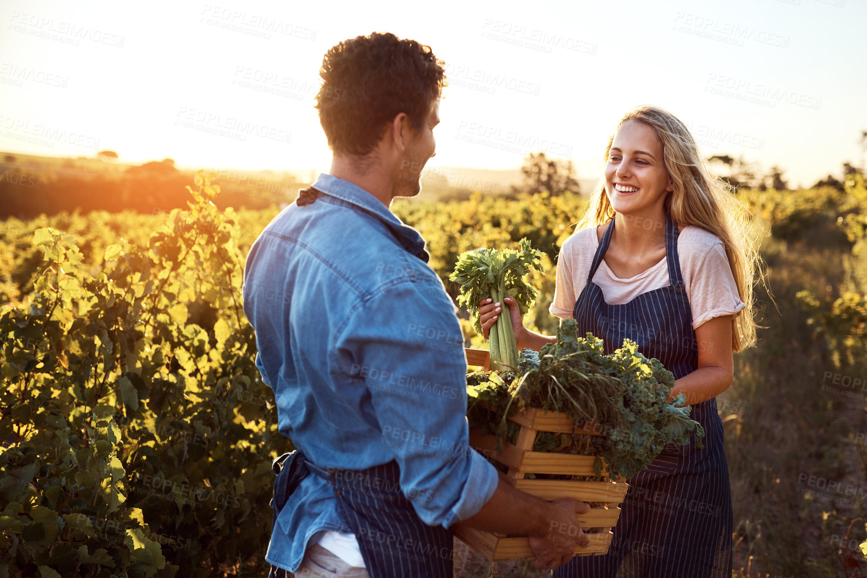 Buy stock photo Agriculture, farming and growth with couple in field to harvest organic produce in season. Crate, sustainability and vegetation with farmer people outdoor in countryside for agro or agribusiness