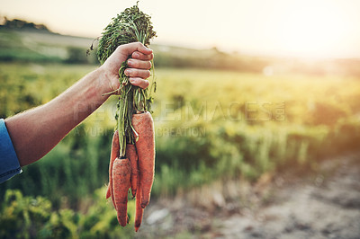 Buy stock photo Cropped shot of an unrecognizable man's hand holding a bunch of carrots with green vegetation in the background