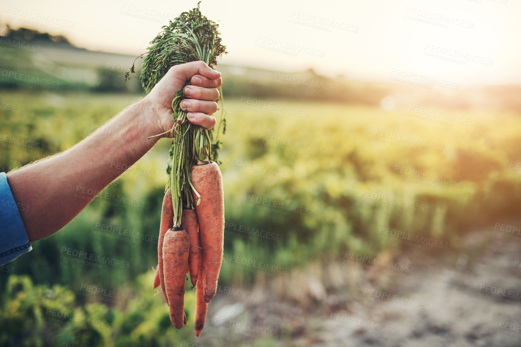 Buy stock photo Hand, nature and bunch of carrots on farm for agriculture, sustainable and agro harvest growth. Environment, field and eco friendly person with organic, fresh and nutrition vegetable in countryside.