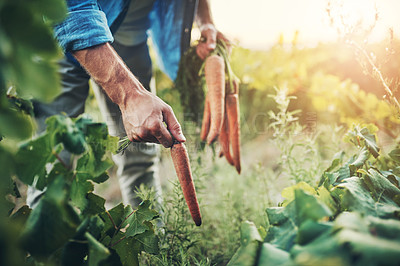 Buy stock photo Cropped shot of an unrecognizable man picking carrots with green vegetation in the background