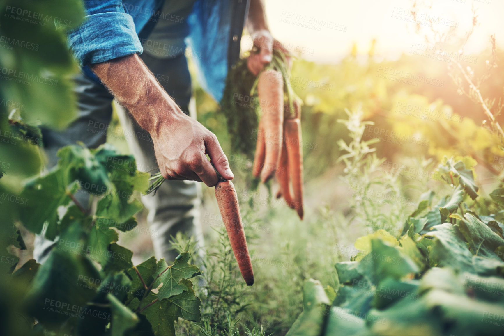 Buy stock photo Cropped shot of an unrecognizable man picking carrots with green vegetation in the background