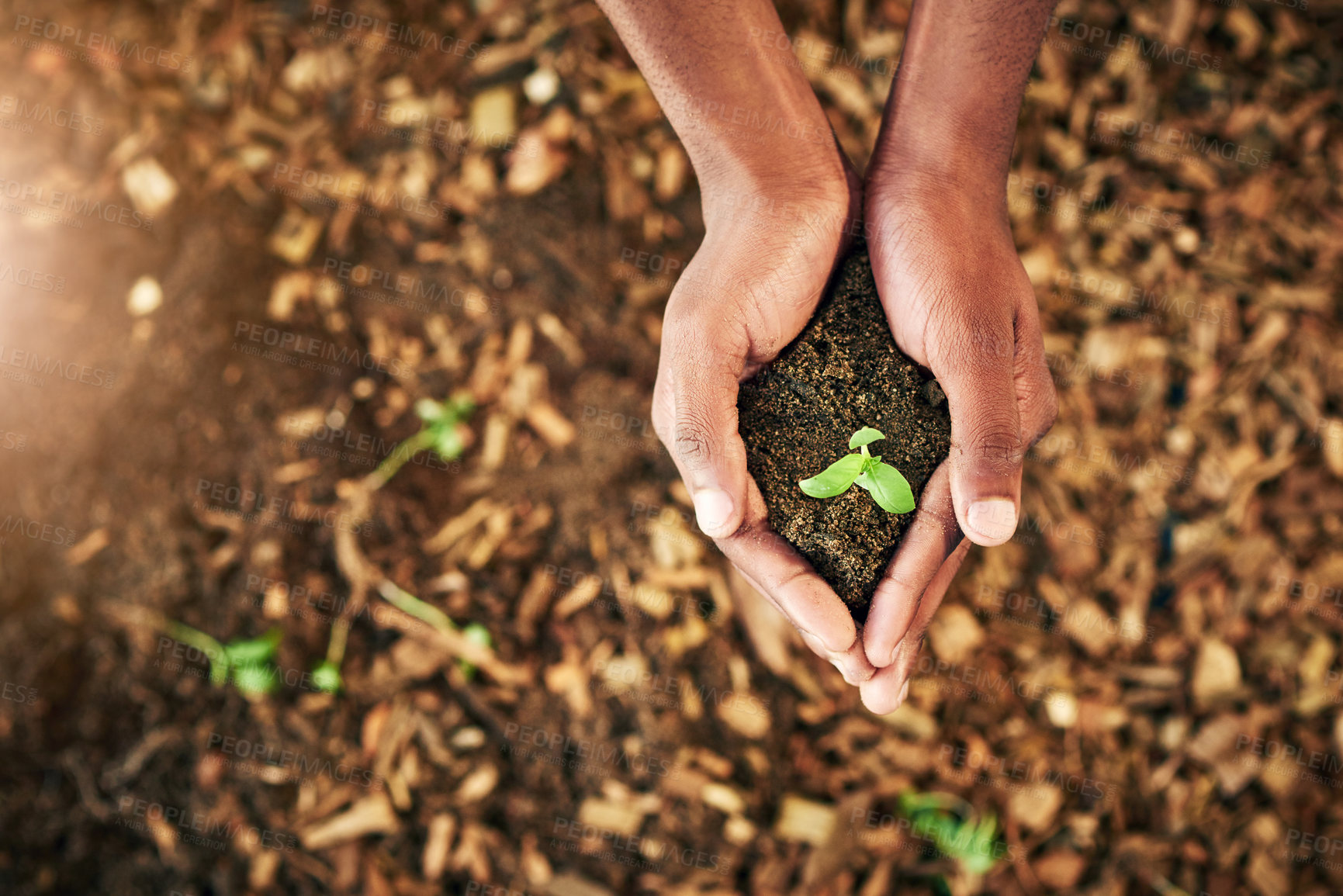 Buy stock photo Palm, person and plant growth in soil with earth day, environment support and volunteer of ngo business. Hands, holding leaf and wellness care for agriculture, helping and saving opportunity of trust