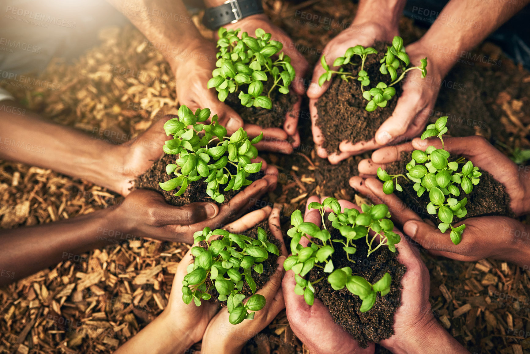 Buy stock photo Palms, people and plants support in soil for earth day, environment growth and teamwork of ngo business. Hands, circle charity and collaboration of leaf agriculture, helping and investing opportunity