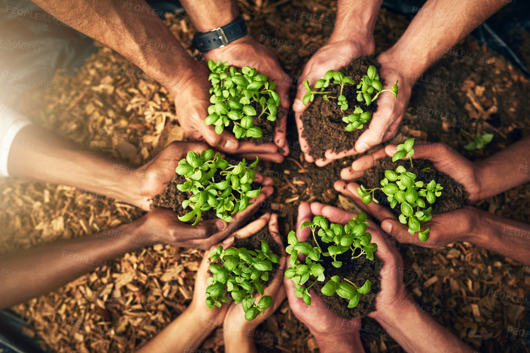 Buy stock photo Diverse group of people holding sustainable plants in an eco friendly environment for nature conservation. Closeup of hands planting in fertile soil for sustainability and organic farming 