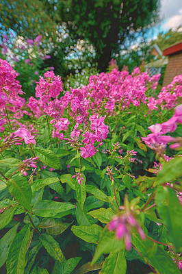 Buy stock photo A series of beautiful garden photos