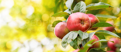 Buy stock photo Copy space with fresh red apples growing on a tree for harvest in a sustainable orchard on a sunny day outside. Juicy, nutritious and ripe produce growing seasonally and organically on a fruit farm