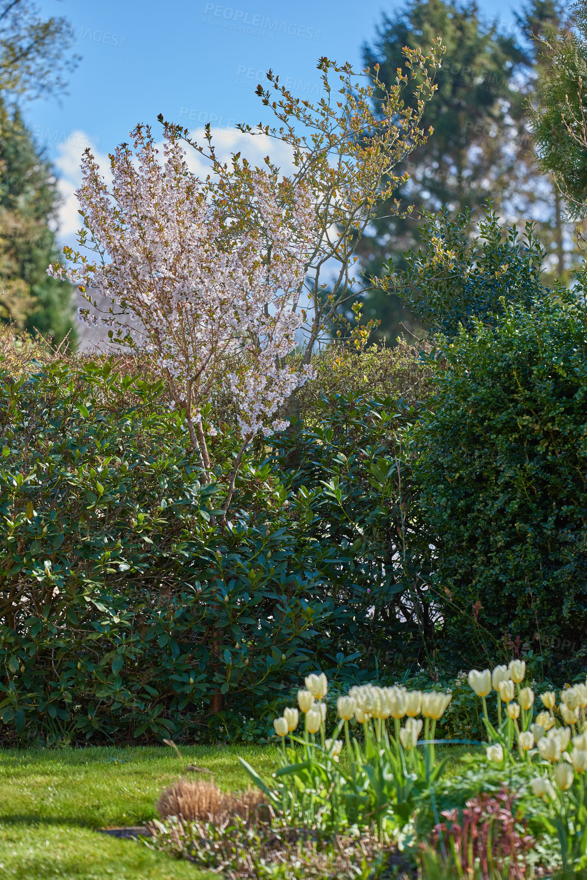 Buy stock photo A series of beautiful garden photos