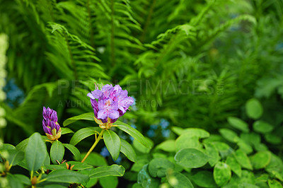 Buy stock photo Rhododendron is a genus of 1,024 species of woody plants in the heath family, either evergreen or deciduous, and found mainly in Asia, although it is also widespread throughout the Southern Highlands of the Appalachian Mountains of North America.