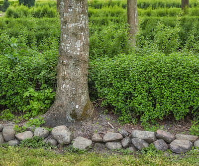 Buy stock photo Garden, tree and bark in backyard with landscape or plants or greenery with rocks in the outdoor. Nature, leaf and tree with gardening or maintenance with lawn in environment or countryside.