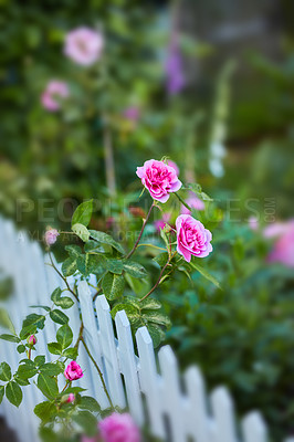 Buy stock photo Rose bush with pink flowers from above, growing in a garden beside a white picket fence on a blurred copy space background. Delicate bright blooms on a thorny plant in a rural backyard in the country