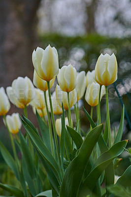 Buy stock photo Beautiful tulips in my garden in early springtime