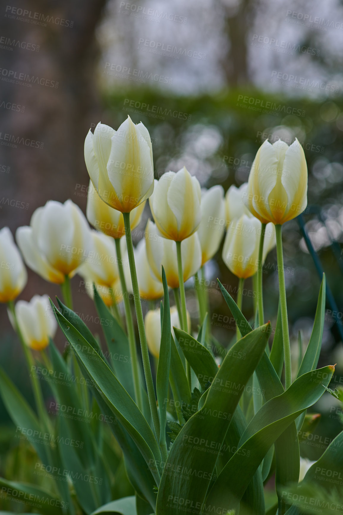 Buy stock photo Beautiful tulips in my garden in early springtime