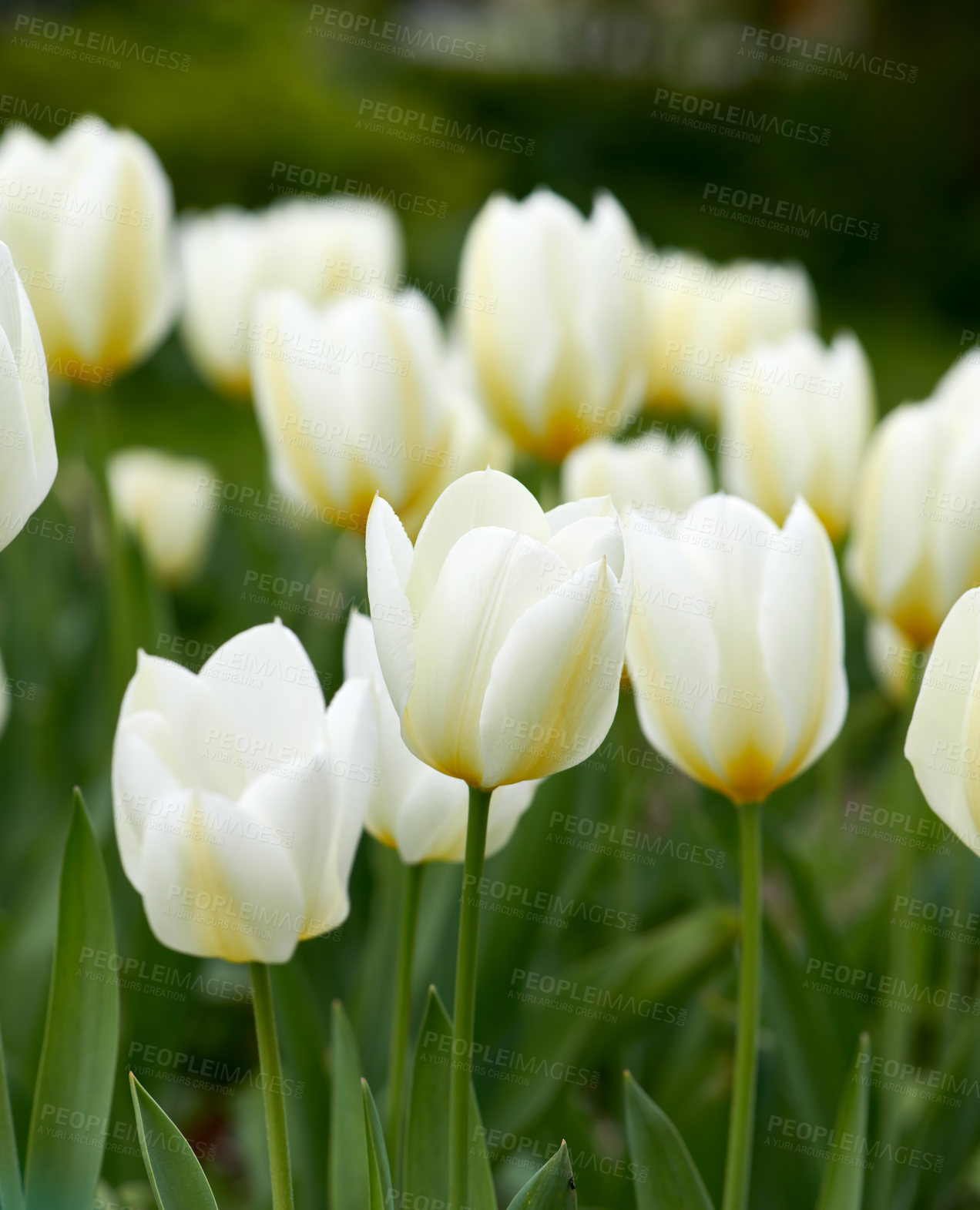 Buy stock photo Beautiful tulips in my garden in early springtime