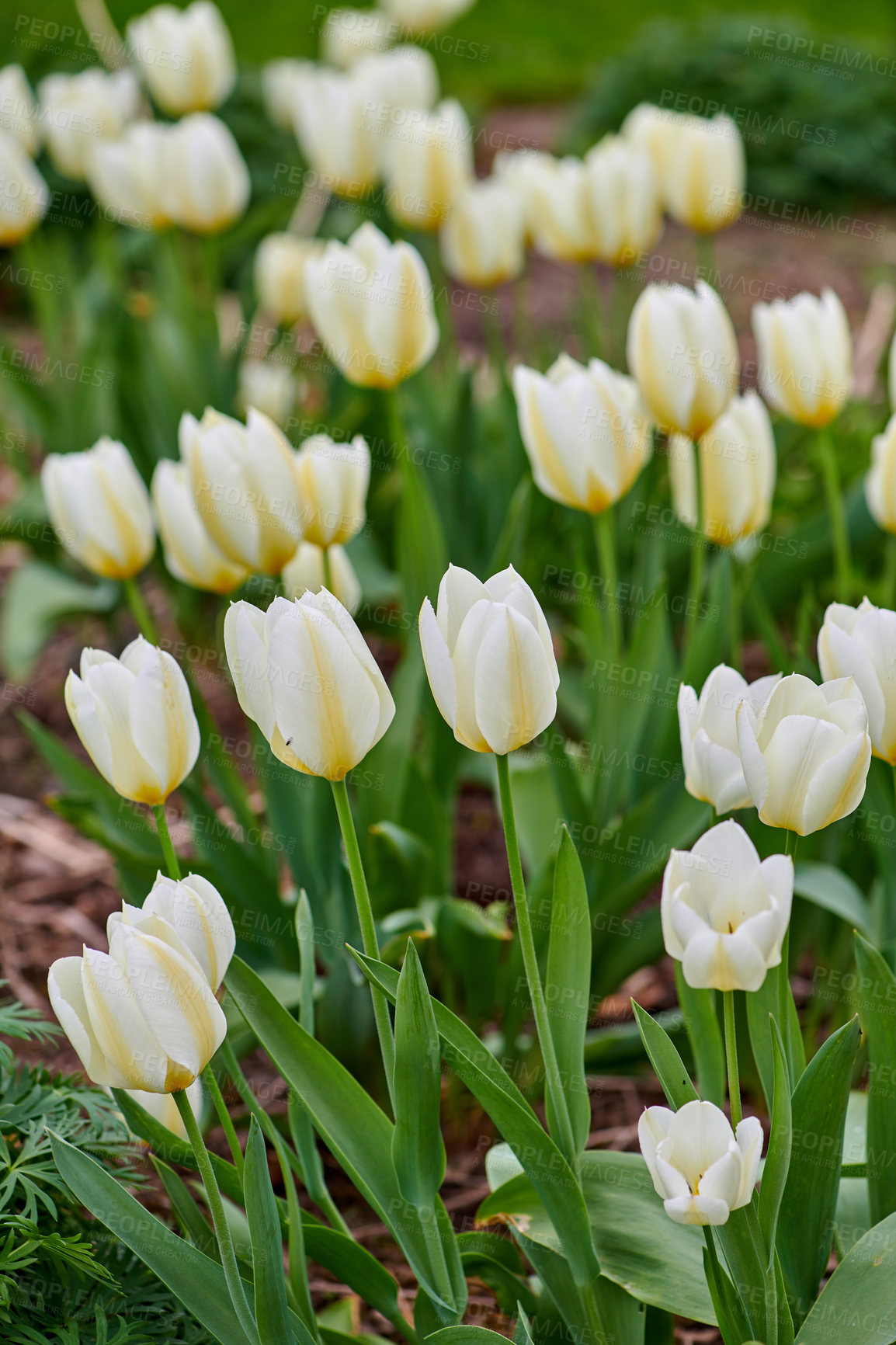 Buy stock photo Beautiful tulips in my garden in early springtime