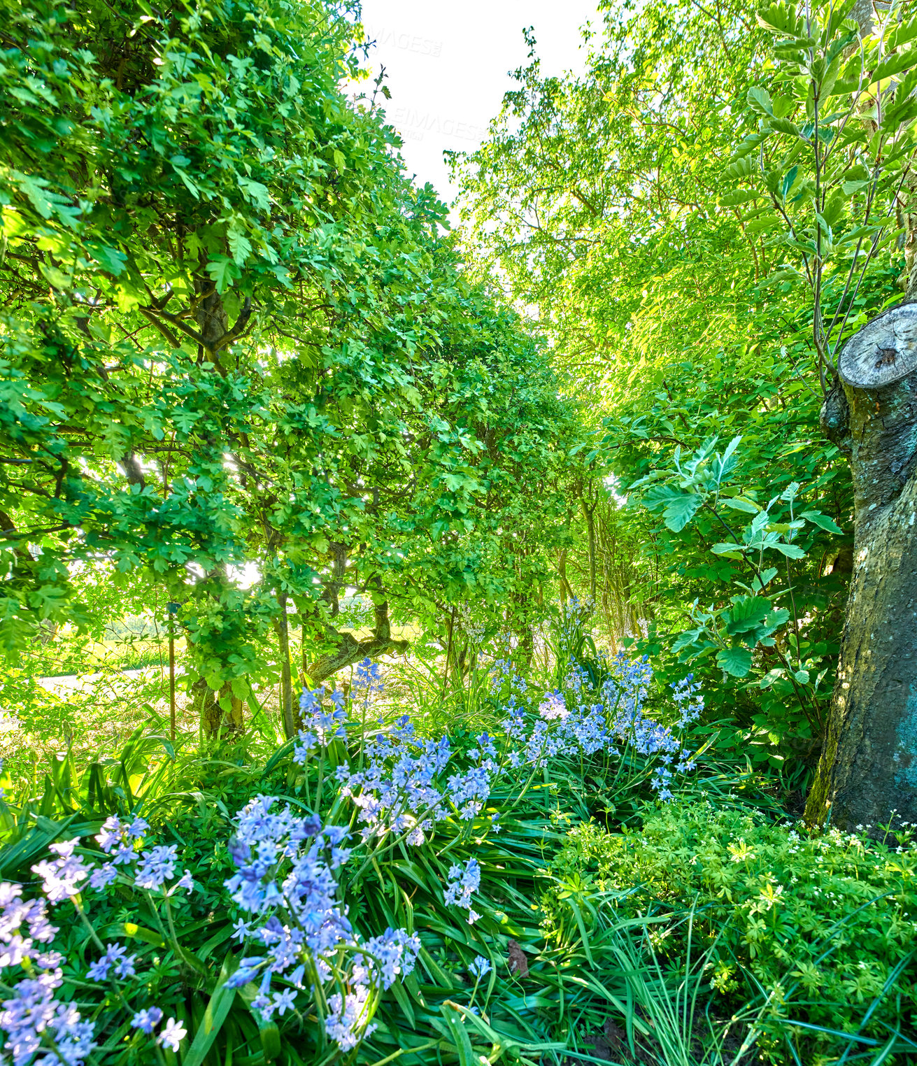 Buy stock photo A series of beautiful garden photos