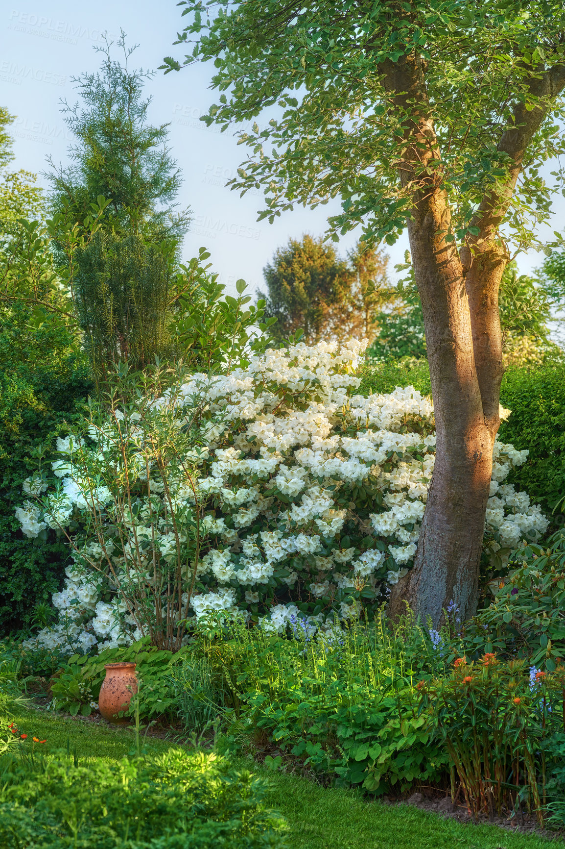 Buy stock photo Landscape, flowers and tree with lawn in backyard in summer or outdoor with plants. Bloom, tree and garden with grass in nature with sunlight in spring with plant or leaves in the environment.