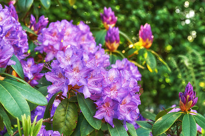 Buy stock photo Rhododendron is a genus of 1,024 species of woody plants in the heath family, either evergreen or deciduous, and found mainly in Asia, although it is also widespread throughout the Southern Highlands of the Appalachian Mountains of North America.