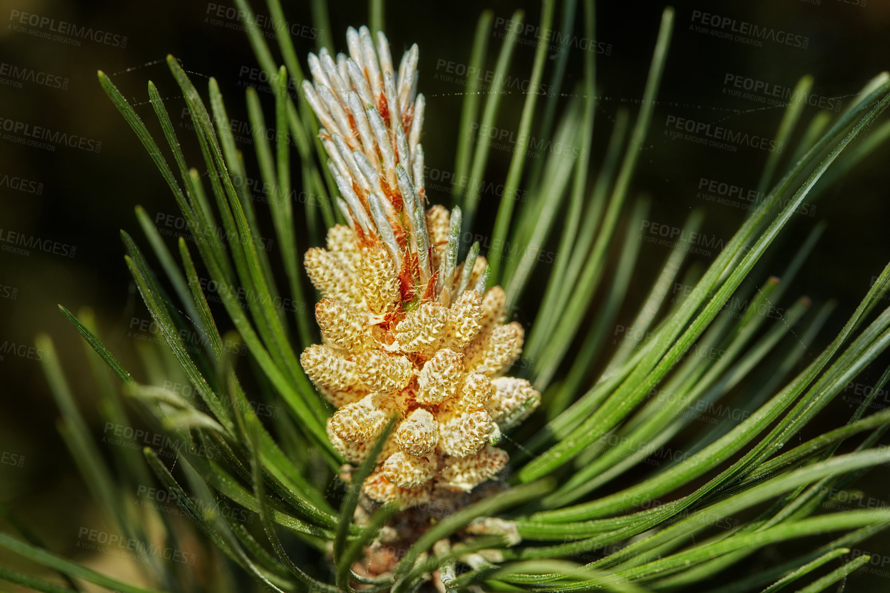 Buy stock photo Closeup of a pine tree branch isolated on a black background. Unique plant growing in a dark evergreen boreal forest with copy space. Coniferous timber with fragrant thin green needles in Denmark