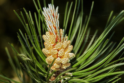 Buy stock photo Closeup of a pine tree branch isolated on a black background. Unique plant growing in a dark evergreen boreal forest with copy space. Coniferous timber with fragrant thin green needles in Denmark