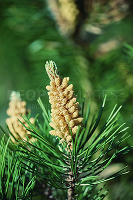 Buy stock photo Closeup of a pine tree branch growing in an evergreen boreal forest with copy space and blurred green background in Europe. Unique coniferous plant with thin needles in dense woodland in Denmark