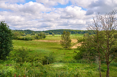 Buy stock photo Copy space and scenic landscape of trees growing in a remote uncultivated forest in Norway. Overgrown and lush green woods in a quiet and tranquil environment. Discovering peace in mother nature