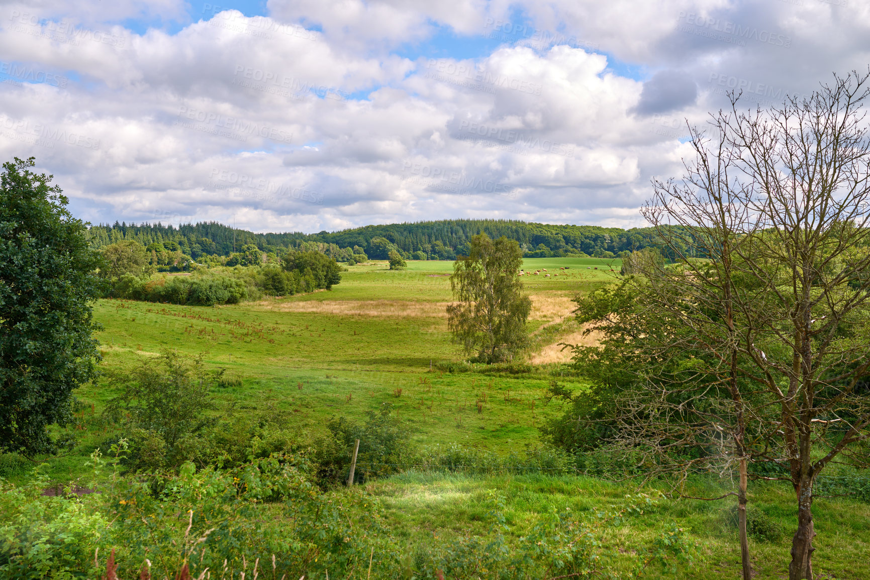 Buy stock photo Copy space and scenic landscape of trees growing in a remote uncultivated forest in Norway. Overgrown and lush green woods in a quiet and tranquil environment. Discovering peace in mother nature