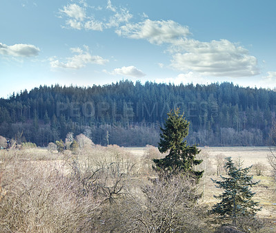 Buy stock photo Tall pine tree growing in a forest on a natural conservation. Sunny day over hill ridges in an autumn nature landscape.  Rural alpine field during a dry season, brown grass and bare trees