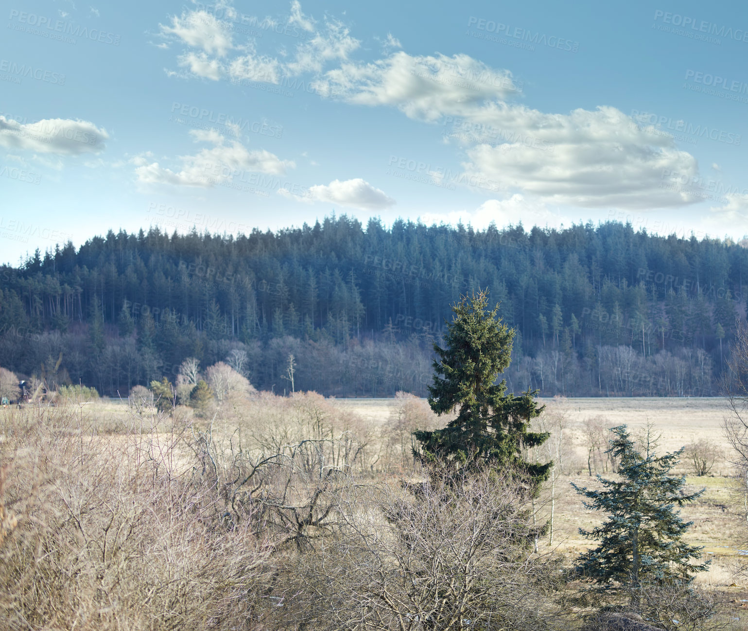 Buy stock photo Tall pine tree growing in a forest on a natural conservation. Sunny day over hill ridges in an autumn nature landscape.  Rural alpine field during a dry season, brown grass and bare trees