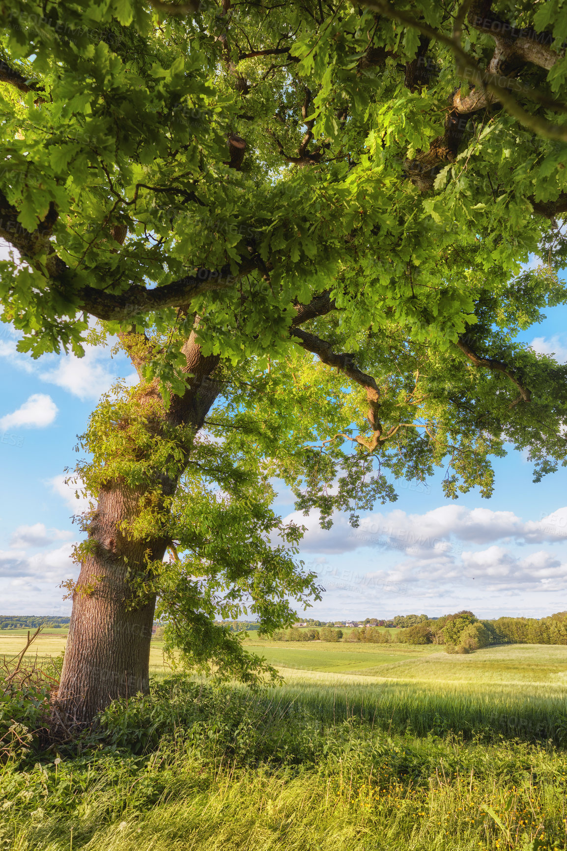 Buy stock photo A tall majestic oak tree growing on an agricultural field or farm. Hardwood forest uncultivated on a lush green field in Denmark. A sunny day during spring in an ecological organic countryside