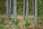 Pine trees in Denmark