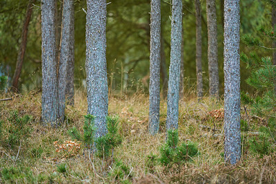 Buy stock photo Beautiful summer forest with pine trees. A scenic view of tall pine trees forest. The landscape view of the evergreen forest with fresh green and dry grasses in the lush foliage. A natural background