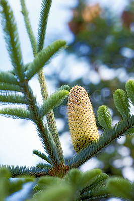 Buy stock photo Below closeup of a pine cone growing in an evergreen boreal forest with copy space and blurred sky background in Europe. Unique coniferous plant with thin needles in dense woodland in Denmark