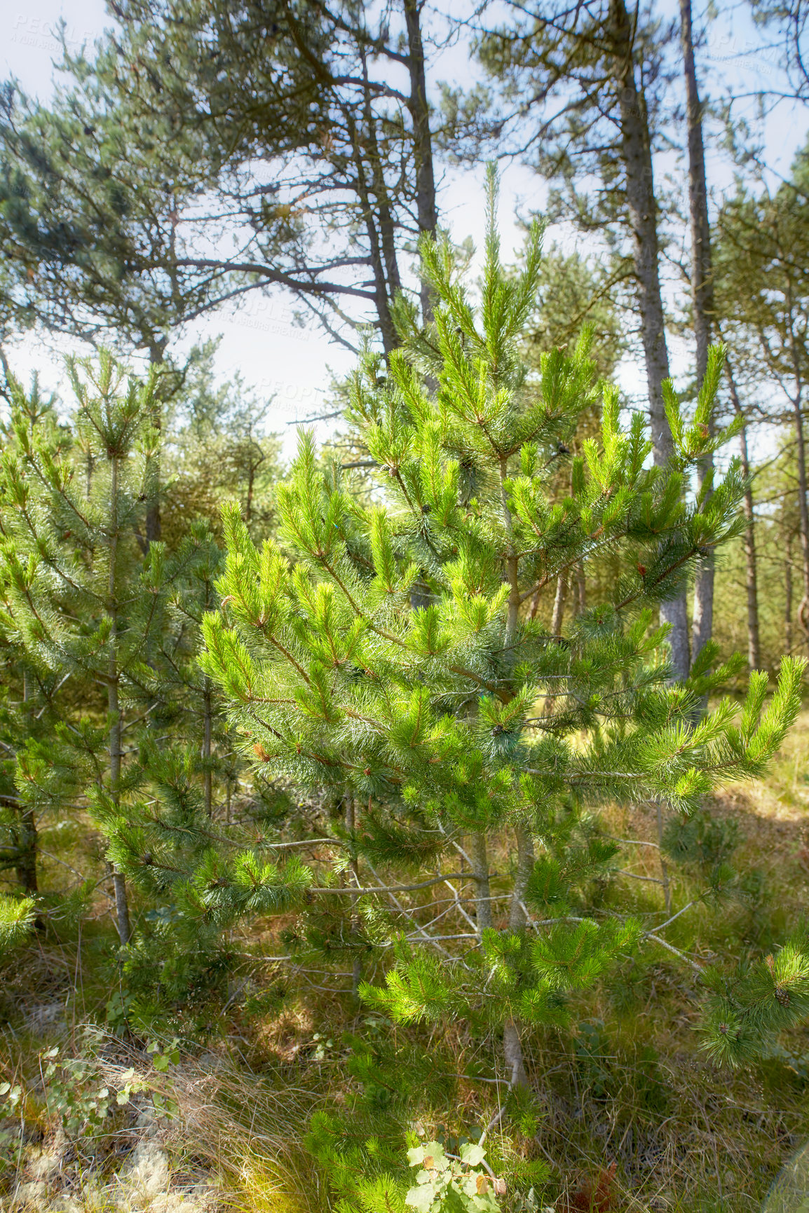 Buy stock photo Green forest with lush bushes and pine trees. Beauty in nature with calming leafy patterns in the woods or jungle. Outdoor soothing ambience, quiet, peaceful zen and undisturbed nature in harmony 