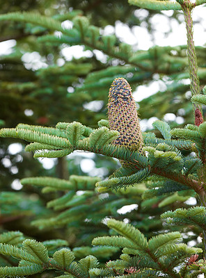 Buy stock photo Low angle of a pine tree branch growing in an evergreen boreal forest with copy space and bokeh. Closeup of coniferous forest plant against a blurred background. Dense green needles on lush twigs