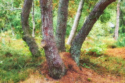 Buy stock photo Tall and sturdy hardwood tree growing in a remote uncultivated green forest or lush countryside. Landscape of overgrown, serene, and tranquil woods. Discovering peace and quiet in mother nature