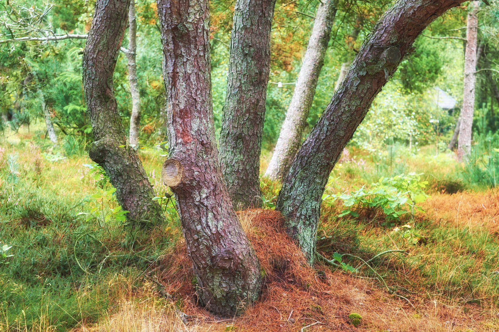 Buy stock photo Tall and sturdy hardwood tree growing in a remote uncultivated green forest or lush countryside. Landscape of overgrown, serene, and tranquil woods. Discovering peace and quiet in mother nature