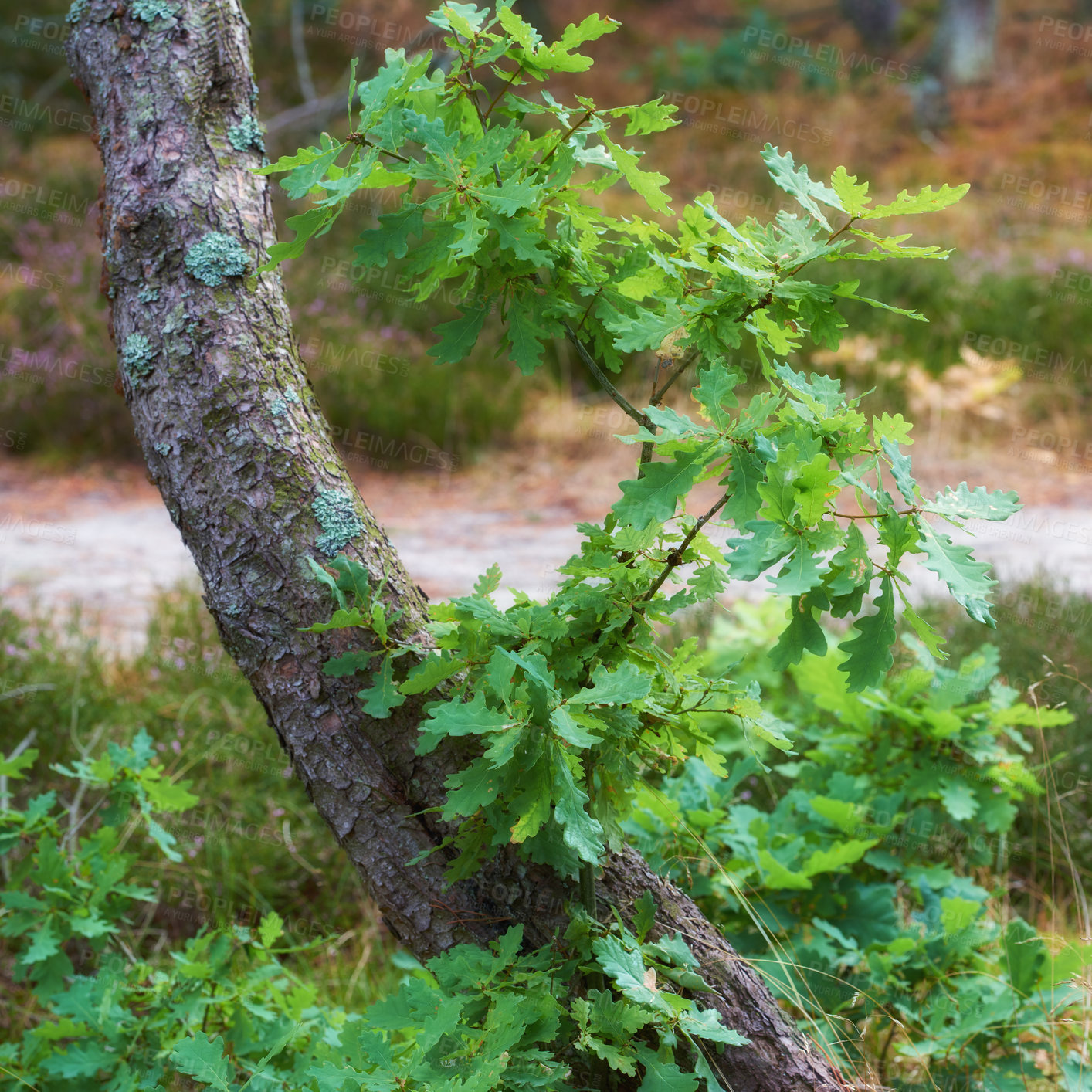 Buy stock photo Closeup of green leaves growing at the base of a white oak tree in the forest. Lush foliage growing in the dense and thriving woods. Natural habitat and uncultivated ecosystem in mother nature