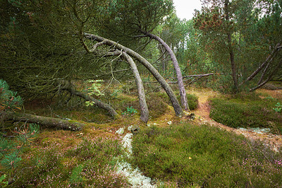 Buy stock photo Fallen pine trees after a storm or strong wind leaning and damaged. Plants and bush in harsh weather conditions during winter. Destruction of nature and ecosystem by the extreme tempest in a forest