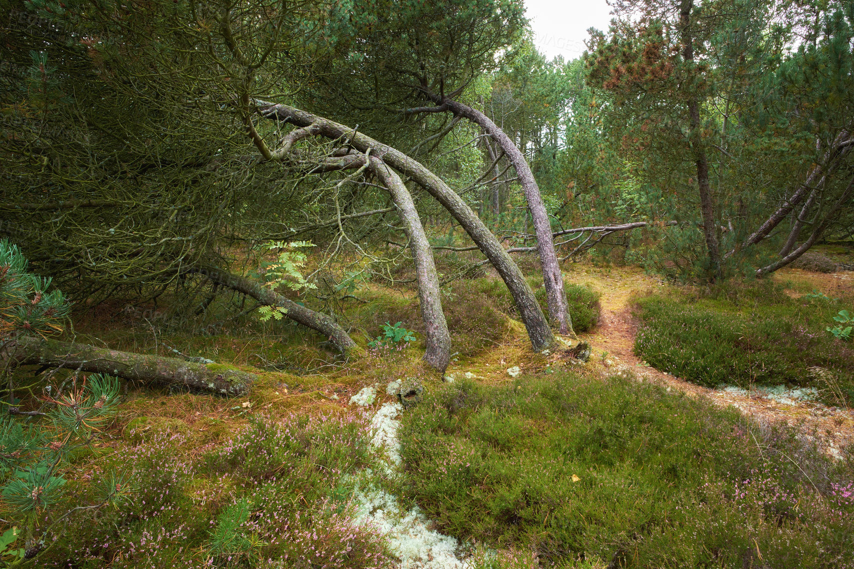 Buy stock photo Fallen pine trees after a storm or strong wind leaning and damaged. Plants and bush in harsh weather conditions during winter. Destruction of nature and ecosystem by the extreme tempest in a forest