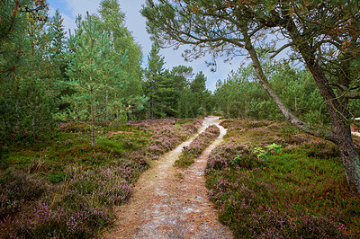 Buy stock photo Landscape of hiking trail or path surrounded by fir, cedar, spruce or pine trees in quiet woods in Sweden. Environmental growth or nature conservation in remote, serene coniferous countryside forest