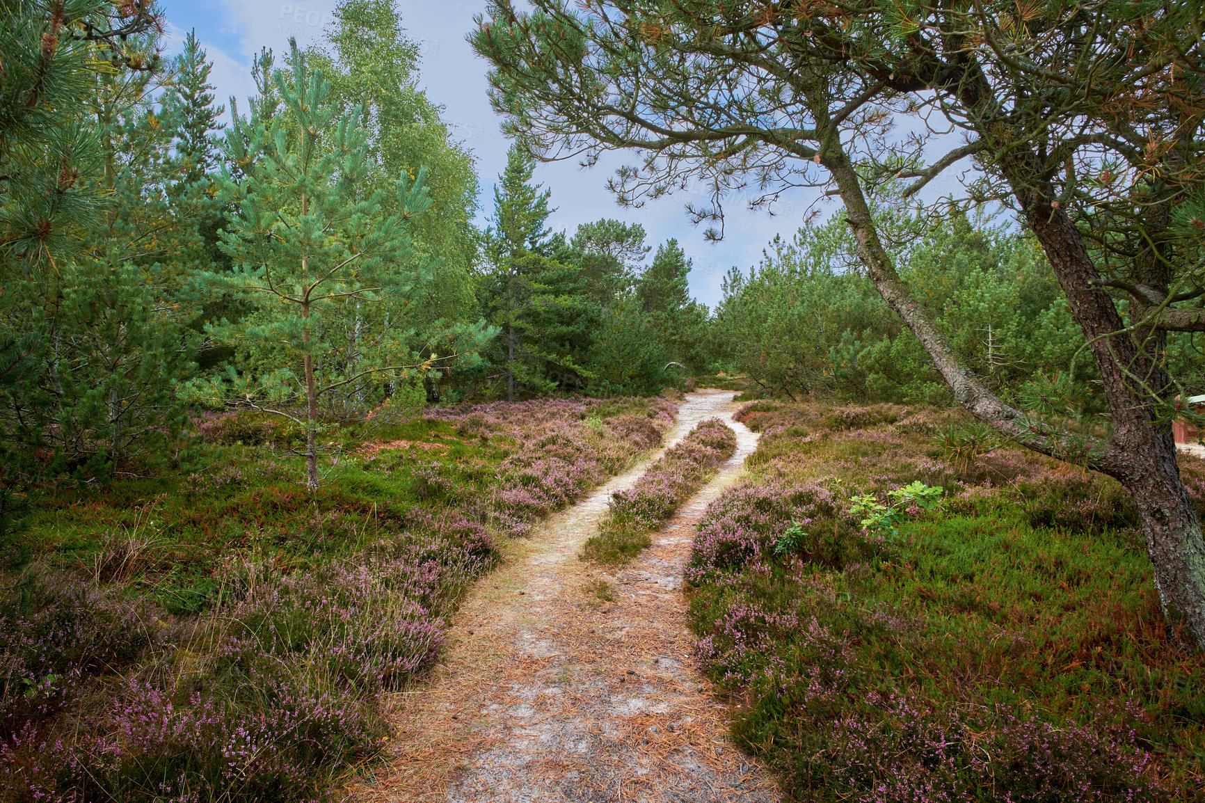 Buy stock photo Landscape of hiking trail or path surrounded by fir, cedar, spruce or pine trees in quiet woods in Sweden. Environmental growth or nature conservation in remote, serene coniferous countryside forest